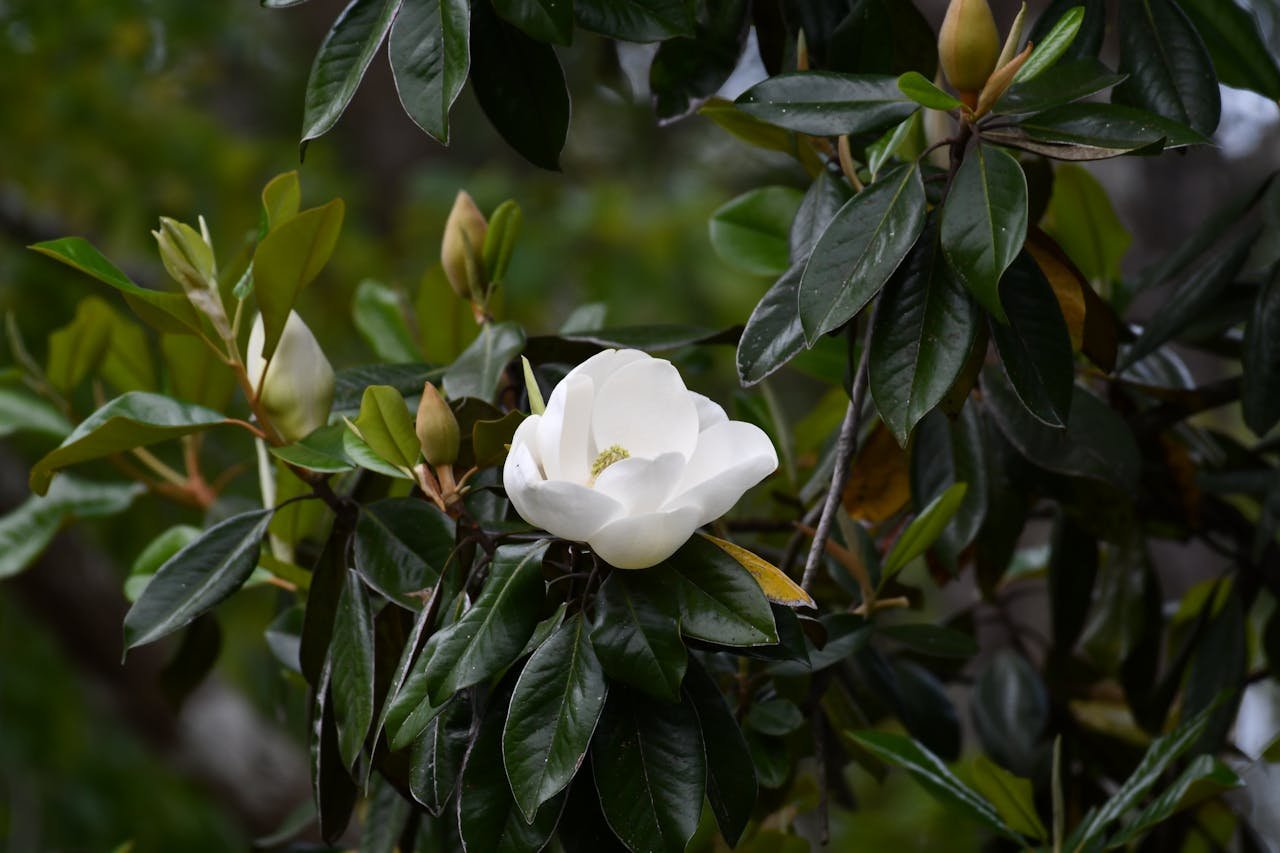 Beautiful white magnolia flower blooming among green leaves in Mississippi.